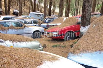 Abandoned cars in pine forest
