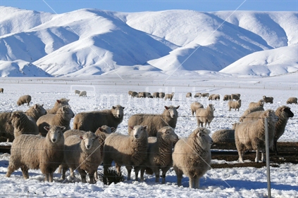 Merino sheep after snow storm, Maniototo, Otago, South Island, New Zealand.