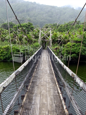 Swing bridge with Nikau palms on West Coast of South Island.