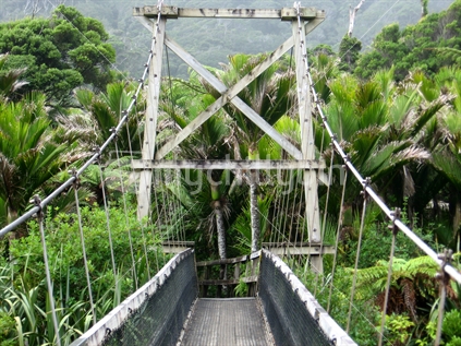 Swing bridge with Nikau palms on Wast Coast of South Island
