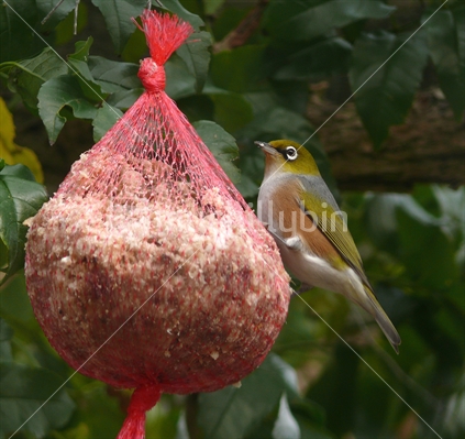 Waxeye on bird feeder