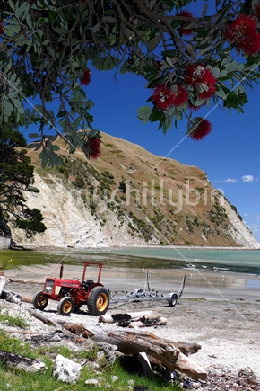 Tractor with boat trailer under flowering pohutukawa