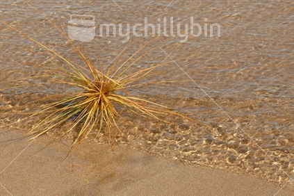 Spinfex or tumbleweed at low tide