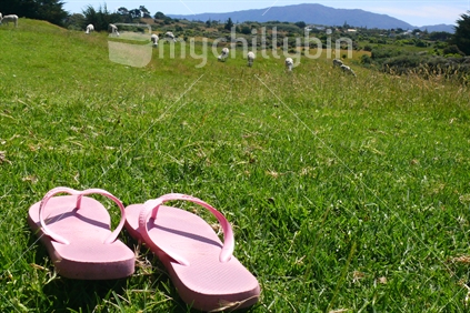 Pink jandals in a sheep paddock