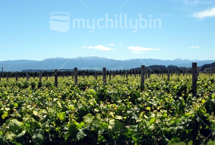 A Martinborough vineyard