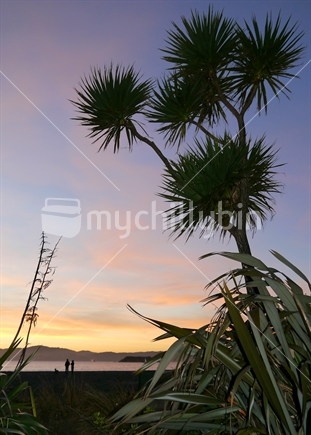 Cabbage tree and flax with people in background inm Wellington, at dusk.