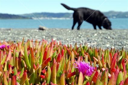 Black labrador on beach with ice plants