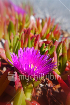Ice plant, blooming on beach