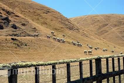 Sheep on dry pasture in Hawkes Bay
