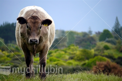Cow on a New Zealand farm