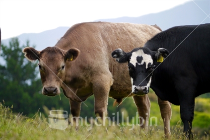 Cows on a New Zealand farm