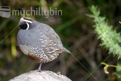 A quail resting