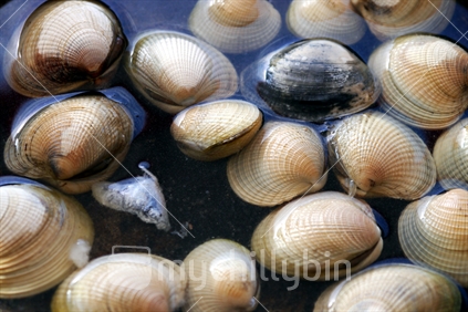 Freshly gathered cockles steaming in water
