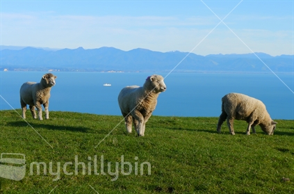 Sheep on coastal farm