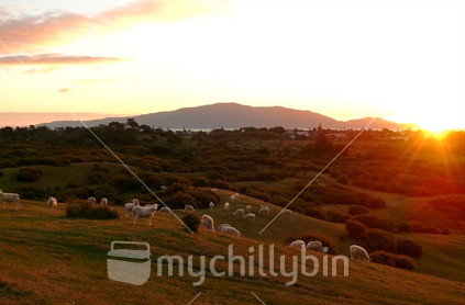 Sheep grazing on farmland at sunset, Waikanae with Kapiti Island in background