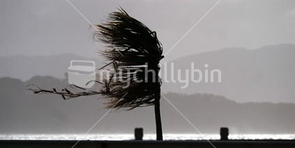 Gale force wind blowing coastal cabbage tree