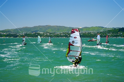 Windsurfers racing on Wellington Harbour
