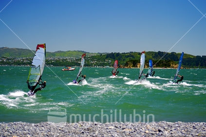Windsurfers racing on Wellington Harbour