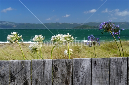 Flowering agapanthus with rustic wooden fence in foreground and sea in background