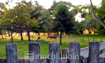 Rustic wooden fence with cows, trees and pasture in background