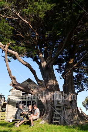 A group of friends sitting under old macrocapa tree with rustic home in background