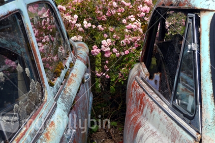 Abandoned cars at car wreckers