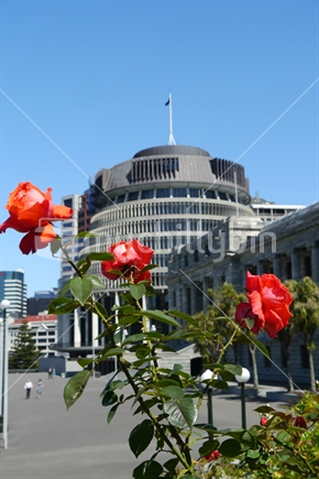Roses in front of Parliament Building, Wellington