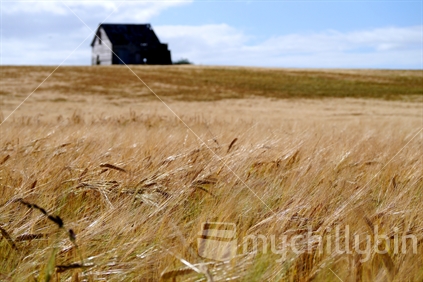 Old disused barn amid a wheat crop