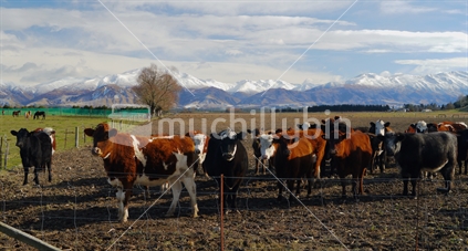 Cows with southern alps in background