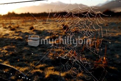 Cobweb with dew drops with rising sun