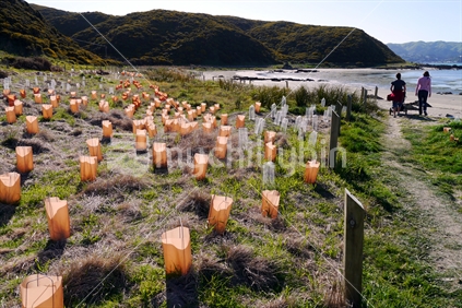 New coastal plants with protective wind barriers