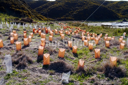 New coastal plants with protective wind barriers