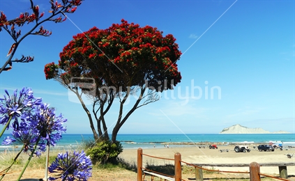 Flowering pohutukawa tree, flax and agapanthus at Waimarama Beach with Bare Island , Hawkes Bay