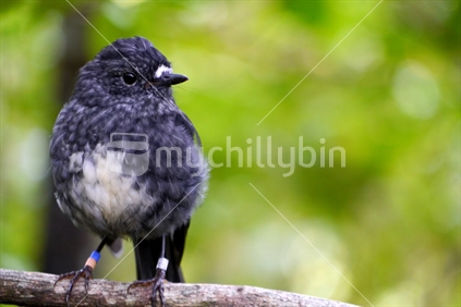 A South Island robin