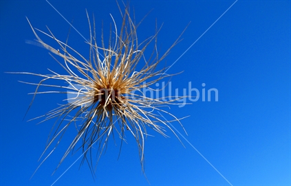 Spinifex caught by the wind