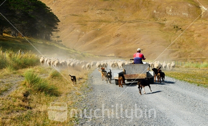 Farmer on quad bike mustering sheep on rural road