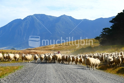 Farmer Mustering Sheep On A Gravel Road