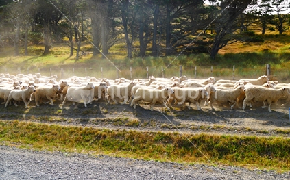 Sheep running on dirt road