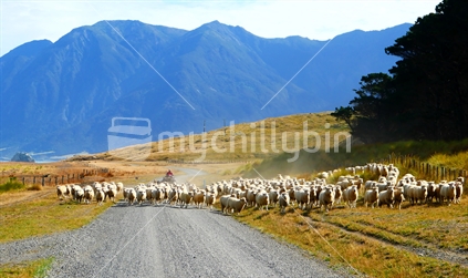 Sheep running on dirt road in the Wairarapa