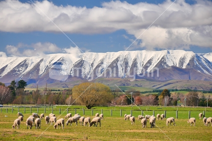 Otago mountains with merino sheep grazing in foreground. (Raised ISO)