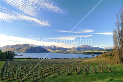 Lake Wanaka with a vineyard in foreground