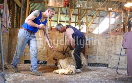 Two farmers shearing in woolshed