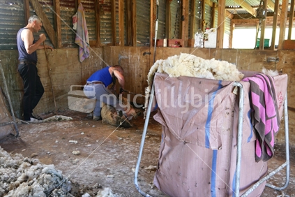 Wool and two shearers in woolshed 