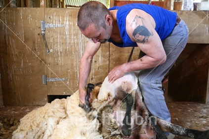 Farmer with tattoo shearing a sheep
