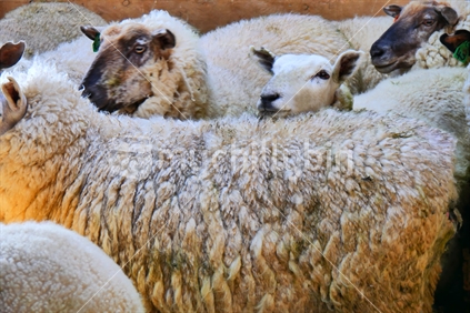 Sheep in pen waiting to be shorn