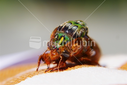 An emerging cicada