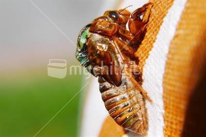 An emerging cicader