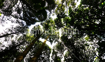 Looking up through kauri trees