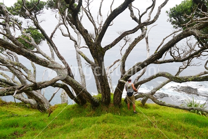 Man with massive pohutukawa tree on edge of cliff