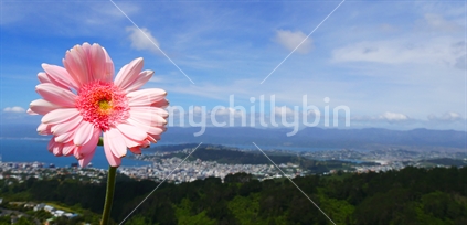 Quirky image of Gerbera with Wellington as background
